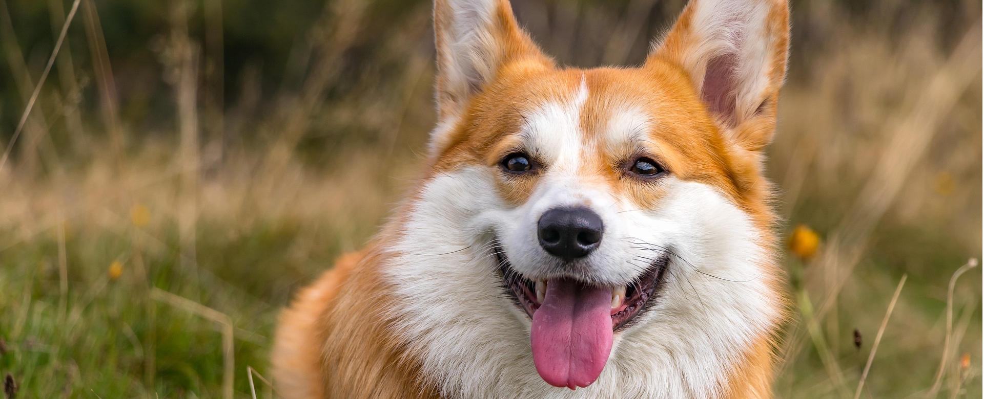 Magasins Sélectionnés De Fournitures Pour Animaux Et Chiens 1 Magasins Sélectionnés De Fournitures Pour Animaux Et Chiens -Magasins Sélectionnés De Fournitures Pour Animaux Et Chiens corgi 6705821 1920