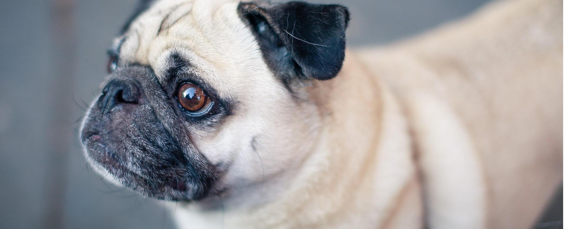 Magasins Sélectionnés De Fournitures Pour Animaux Et Chiens 16 Magasins Sélectionnés De Fournitures Pour Animaux Et Chiens -Magasins Sélectionnés De Fournitures Pour Animaux Et Chiens pug 1834721 1920