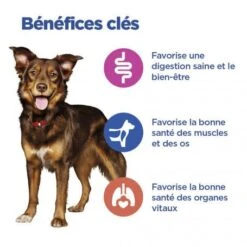 Vet Essentials Chien Multi-Benefit Adult + Medium Agneau & Riz -Magasins Sélectionnés De Fournitures Pour Animaux Et Chiens vet essentials chien multi benefit adult 1 medium agnriz 3
