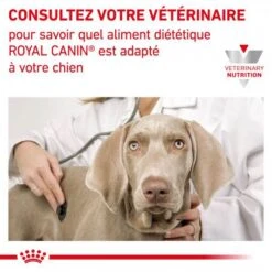ROYAL CANIN Veterinary Health Nutrition Dog Renal Special Boîte 14 ROYAL CANIN Veterinary Health Nutrition Dog Renal Special Boîte -Magasins Sélectionnés De Fournitures Pour Animaux Et Chiens veterinary diet dog renal special boite 5